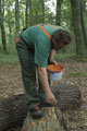 Click to see it big Ich mit Kettensäge, Impression aus dem Wald